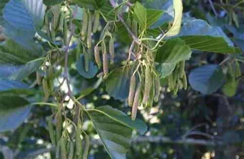 Климат Alnus glutinosa