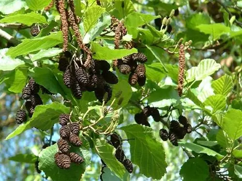 Характеристики Alnus glutinosa