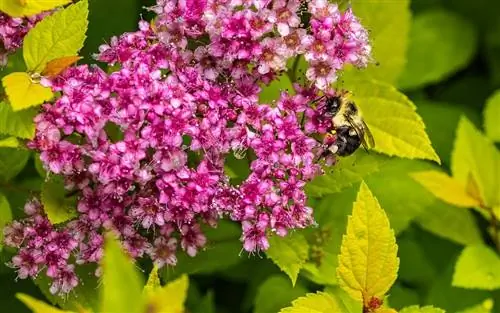 Спирея японская (Spiraea japonica)