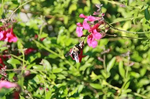 шалфей Грегги с розовыми цветками