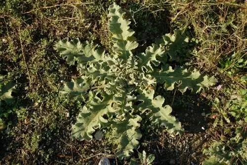 Растение Verbascum sinuatum