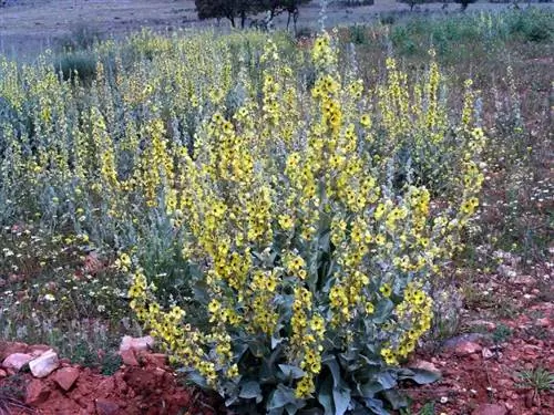 Verbascum sinuatum