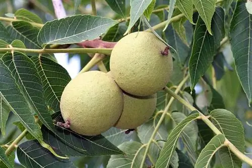 Черный орех (Juglans nigra)