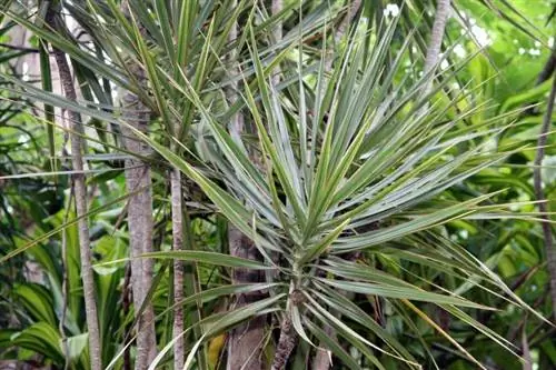 Вид на драцену маргината