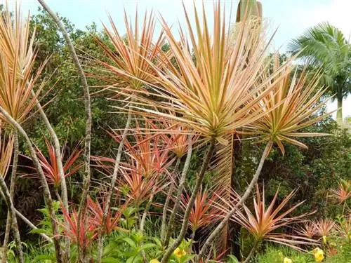 Листья Dracaena marginata могут быть зеленоватыми или более оранжевыми.