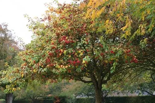 Яблоня обыкновенная (Malus sylvestris)