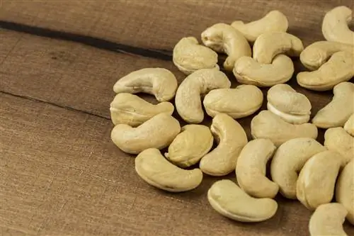 Кешью (Anacardium occidentale)