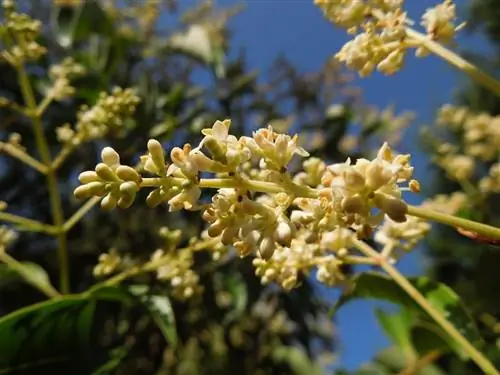 Ligustrum japonicum цветы