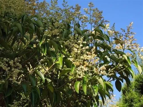 Бирючина японская (Ligustrum japonicum)