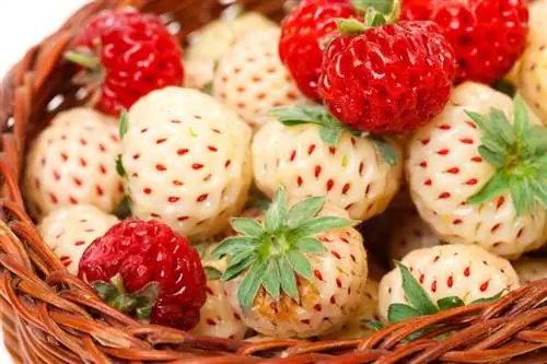 Белая клубника (Fragaria x ananassa)