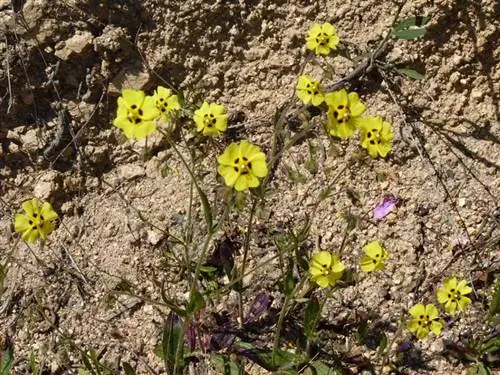 Вид на Tuberaria guttata