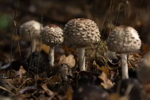 малый демпфер