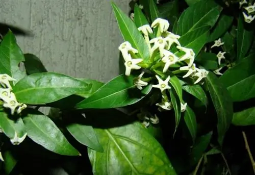 Цеструм ночной растение