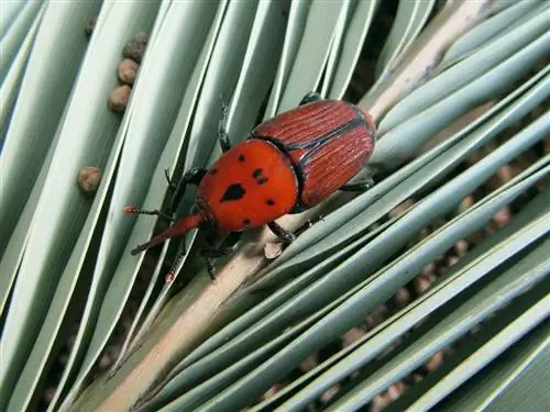 Красный долгоносик (Rhynchophorus ferrugineus)