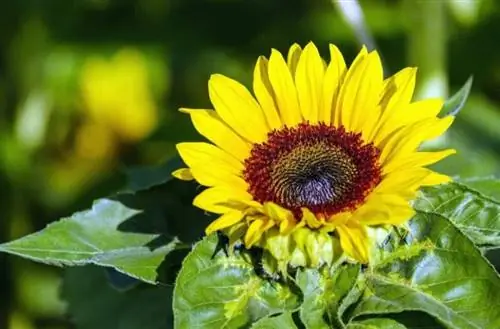 Чтобы растения были здоровы, им нужны удобрения.