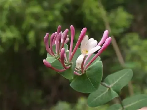 Lonicera implexa