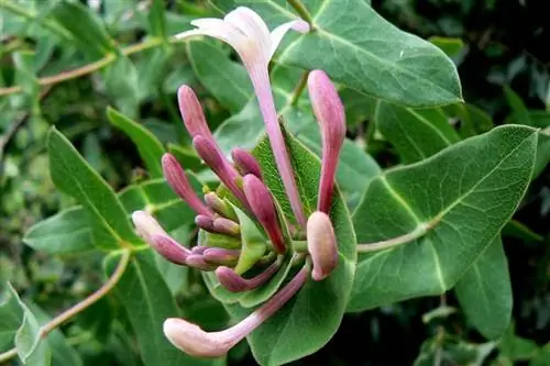 Листья и цветы Lonicera implexa