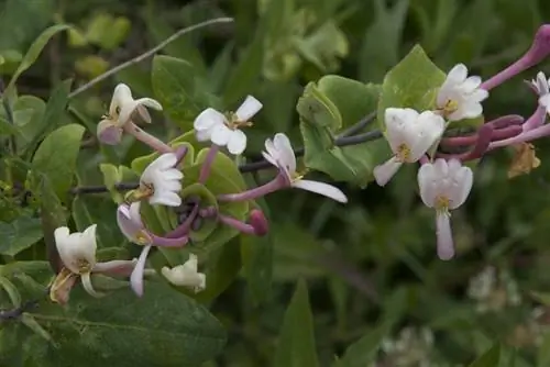 Необходимый уход за средиземноморской жимолостью