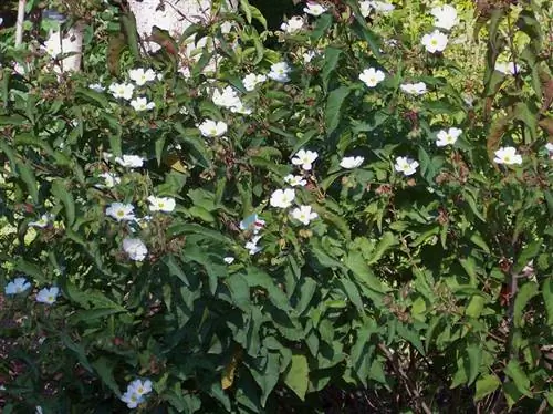 Ладанник народный (Cistus populifolius)