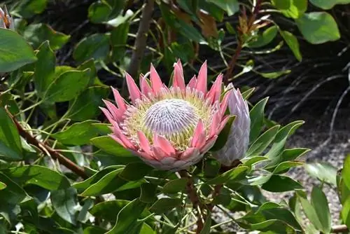 Protea cynaroides в цветке