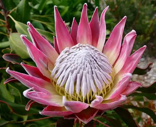 Королевская протея (Protea cynaroides)