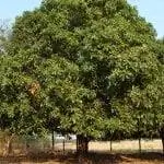 манговое дерево в саду