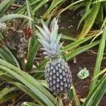 Вид на ананасовый завод