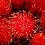 Нефелиум лаппацеум