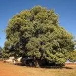 дерево авокадо