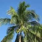 Cocos nucifera, кокосовая пальма
