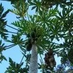Плоды и листва папайи Carica