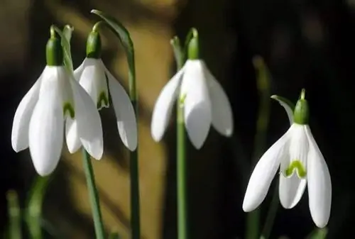 Есть луковичные растения, которые цветут зимой