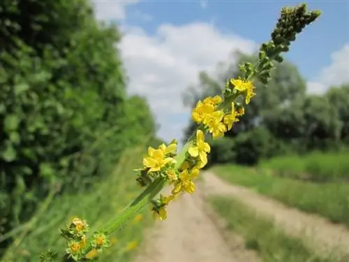 печеночница