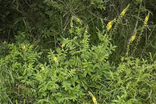 Печеночник (Agrimonia eupatoria)