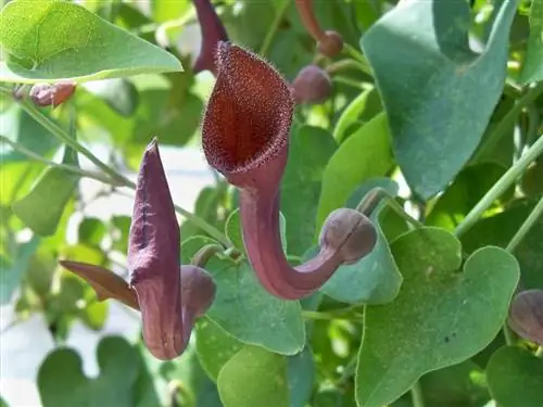 Масляные лампы (Aristolochia baetica)