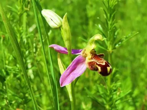 Иберийская орхидея (Ophrys speculum)