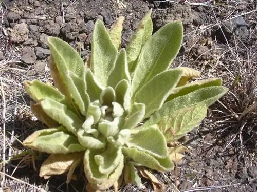 Verbascum thapsus - травянистое растение.