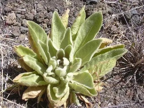 Коровяк (Verbascum thapsus)