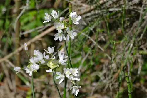 маленькие белые цветы, называемые белым чесноком