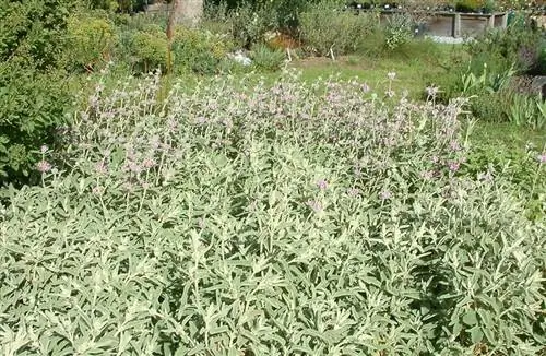 Матагалло (Phlomis purpurea)