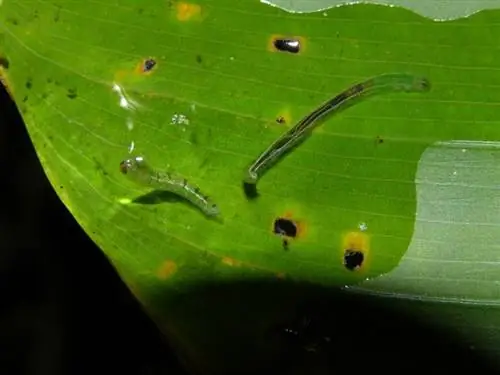 личинки минирующей минеры