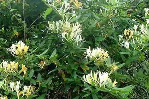 Использование Lonicera japonica
