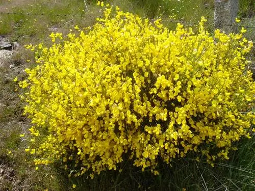 Пьорно (Cytisus oromediterraneus)