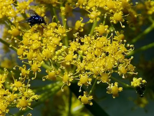 Каньяхеха (Ferula communis)