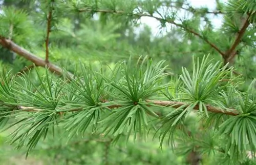 Листья лиственницы децидуальной