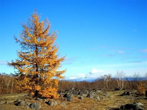 лиственница осенью