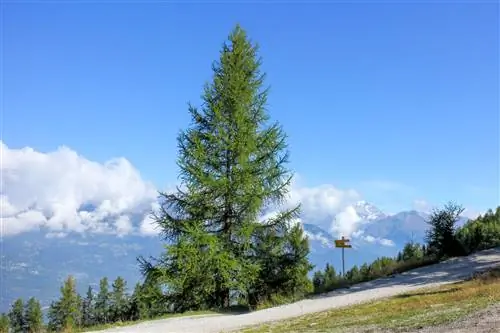 Лиственница (Larix)