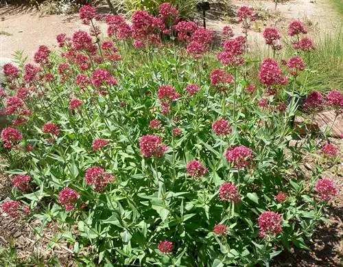 Пучки Centranthus ruber