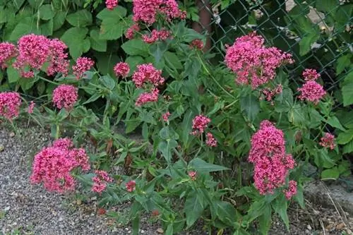 Centranthus ruber для проволочных изгородей