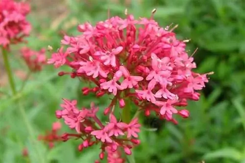 Деталь красных цветков валерианы